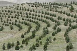 جنگل‌کاری ۳۹ هکتاری در اراضی منطقه باجگیران