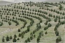 جنگل‌کاری ۳۹ هکتاری در اراضی منطقه باجگیران