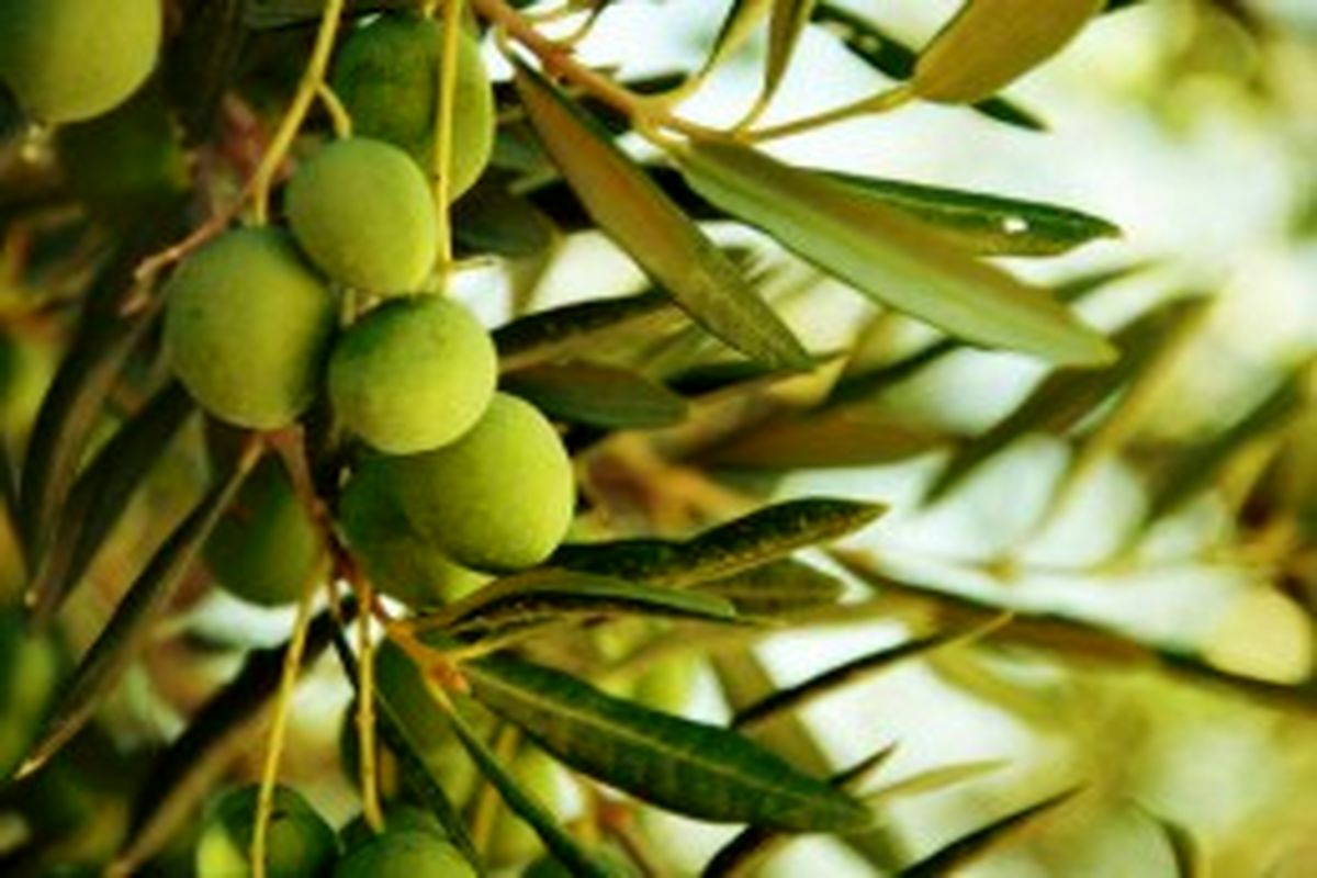  زیتون باغات دالاهو