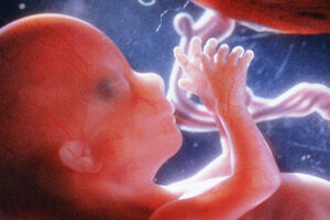 راهنمای کامل ماه سوم بارداری/ در ماه سوم بارداری چه می گذرد؟