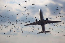 ادامه موج لغو پروازها به کردستان عراق