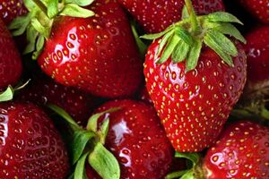 پیش بینی تولید 750 تن توت فرنگی