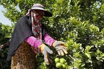 برداشت لیمو ترش نوبرانه از باغ‌های میناب آغاز شد