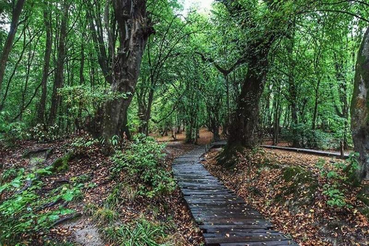 هواشناسی گیلان
