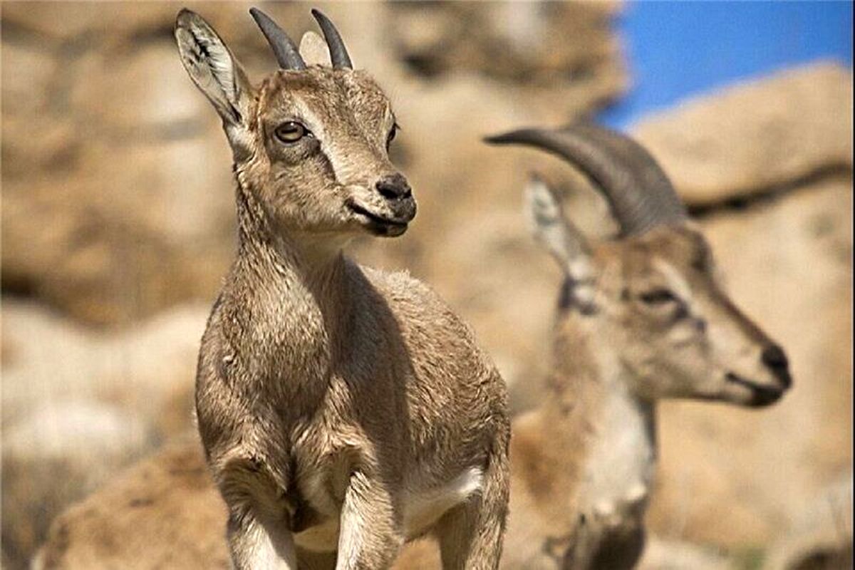 بز وحشی