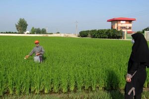 توزیع زنبور تریکوگراما در هزار هکتار شالیزار جویبار