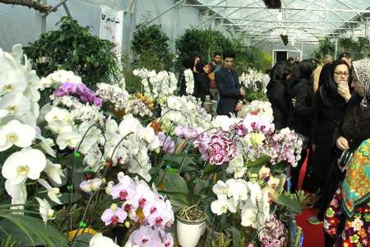 ارکیده