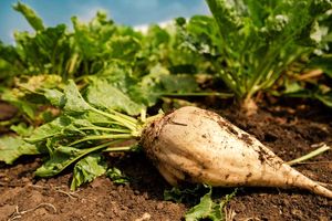 کشت چغندر قند درمساحت ۱۱۰۰ هکتاردر شهرستان مشهد