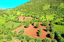 تخریب یک هزار و ۴۸۵ هکتار مرتع در استان اردبیل 