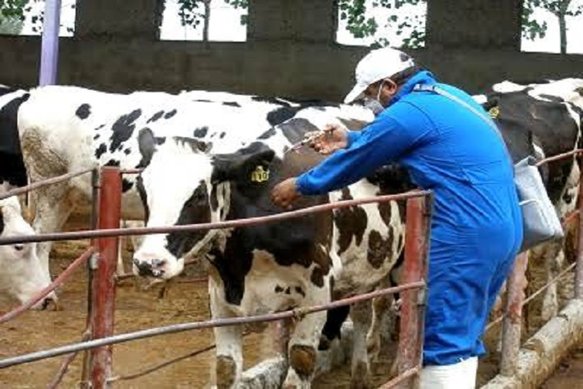 واکسیناسیون دام