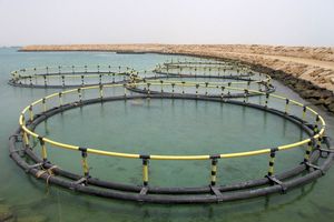 دستاوردهای شیلات هرمزگان در شهرستان قشم