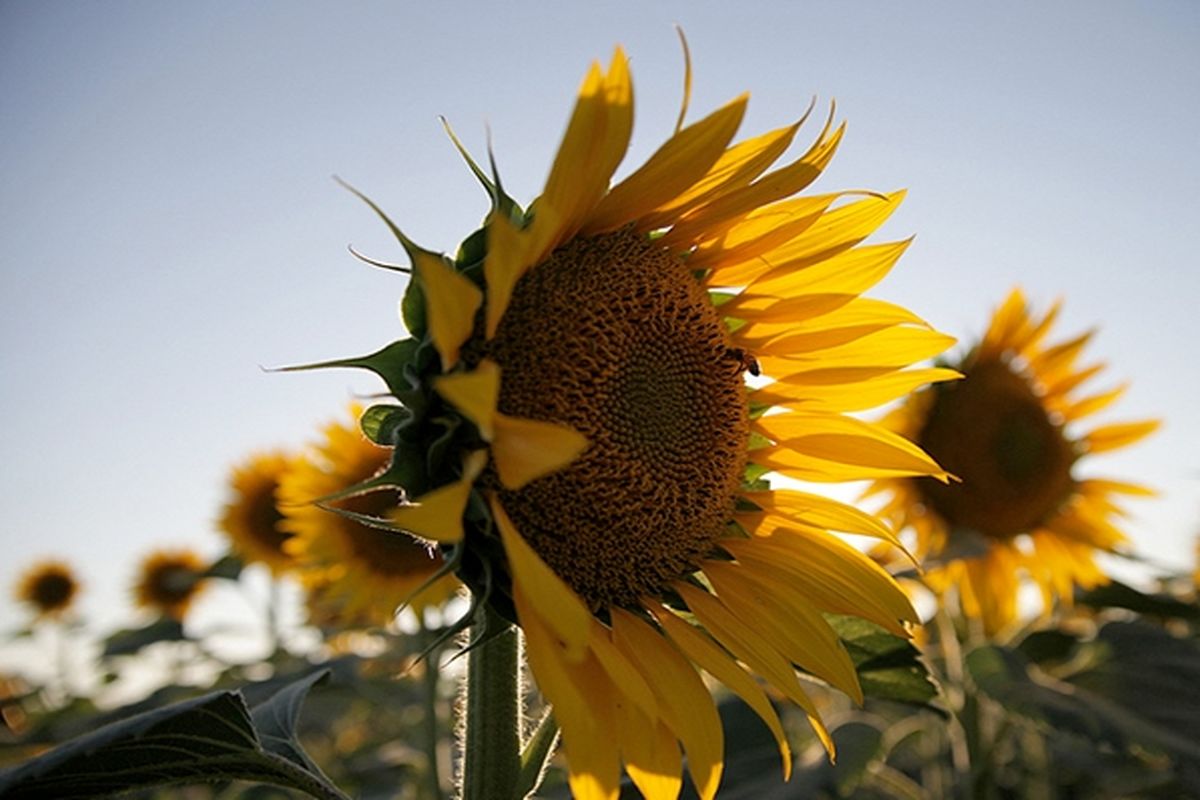 مزارع آفتابگردان