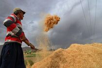 خرید ۴۰۰ هزار تنی جو و ذرت ایران پشت در ماند