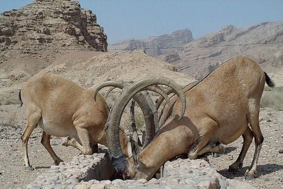 پارک ملی هفتاد قله اراک‌
