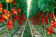 تولید سالانه بیش از 30 هزار تن محصول گلخانه ای در تیران و کرون