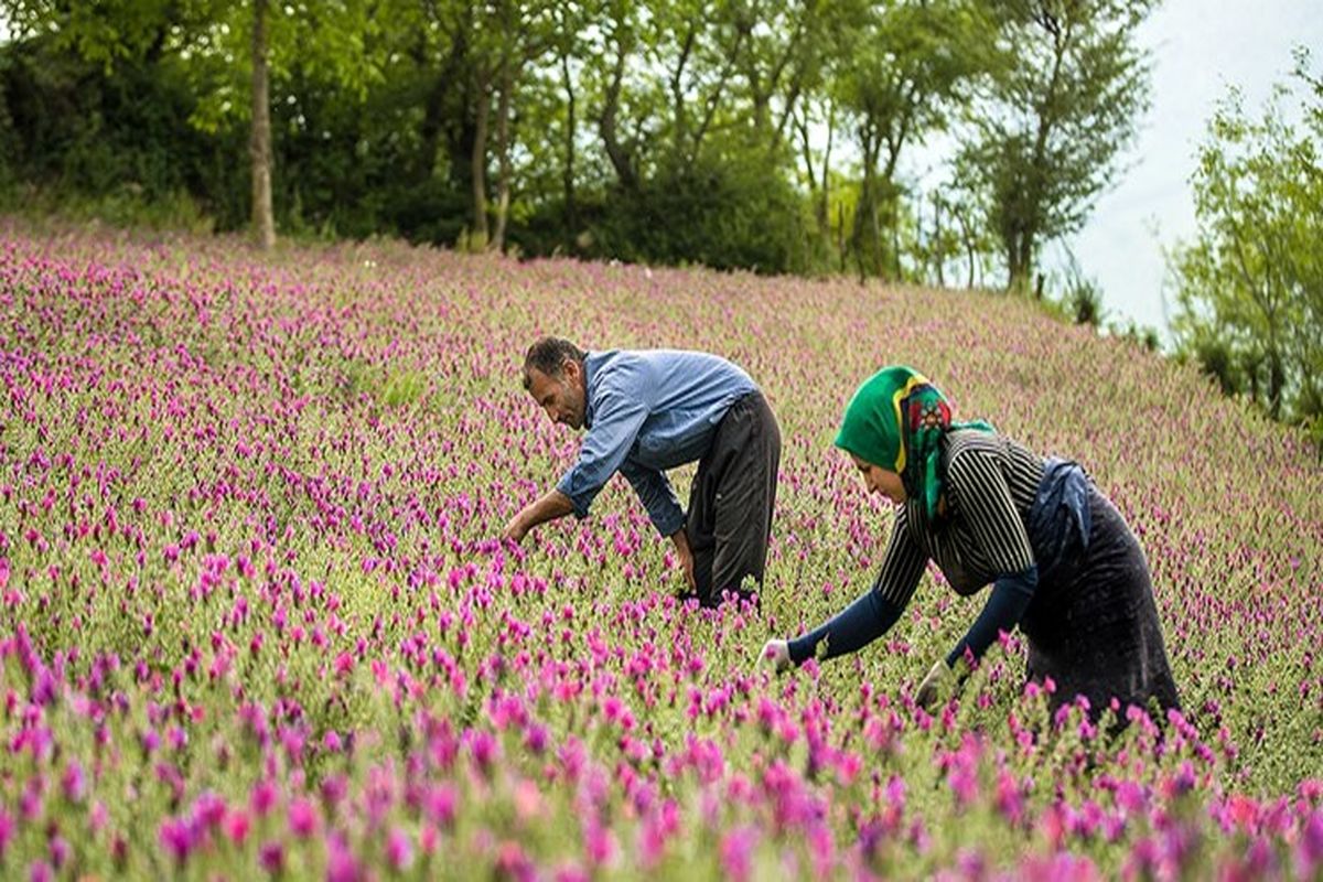 برداشت گل گاو زبان در املش