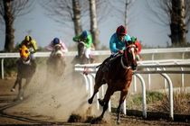 اسب‌های برتر کورس بهاره معرفی شدند