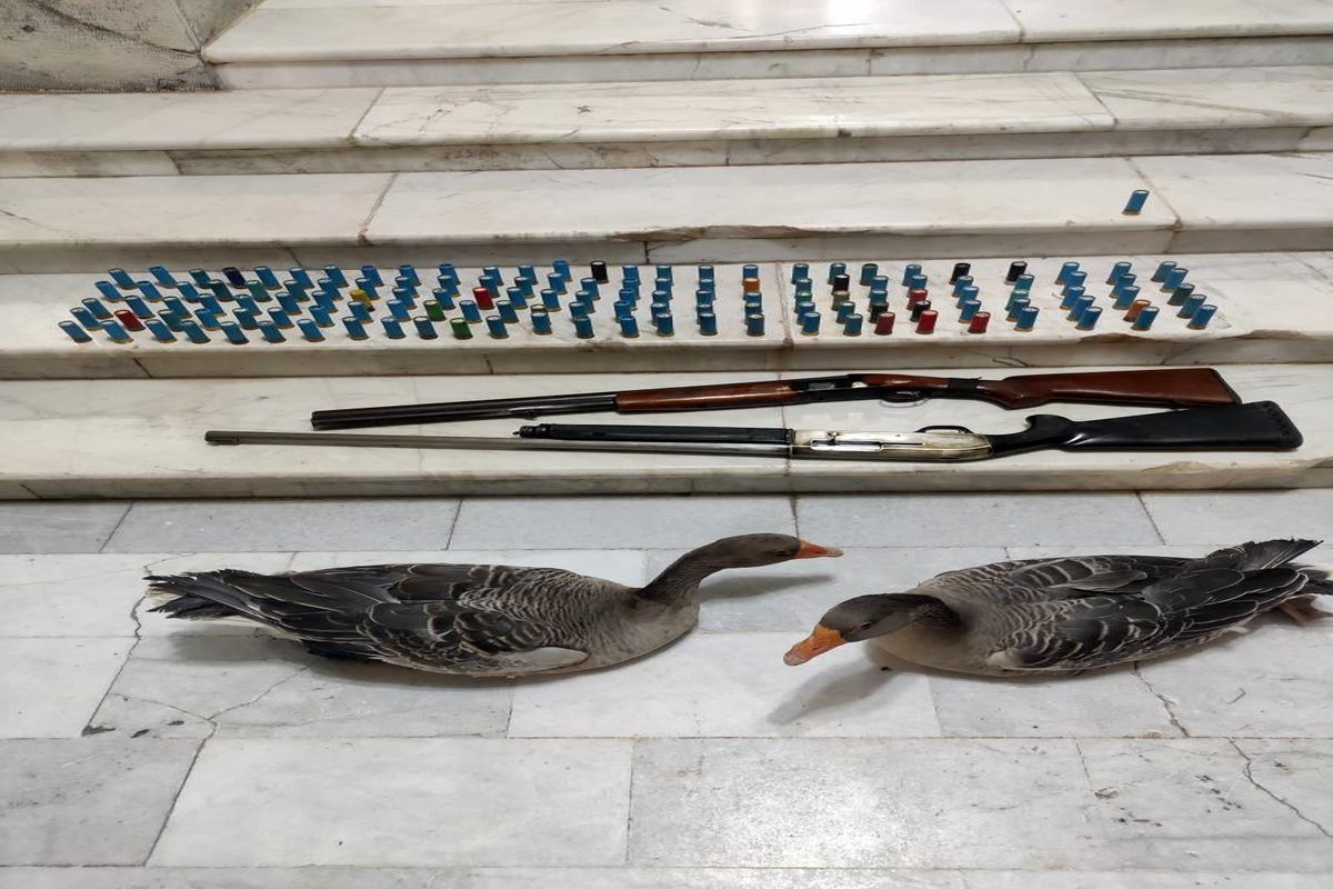 پرندگان مهاجر 