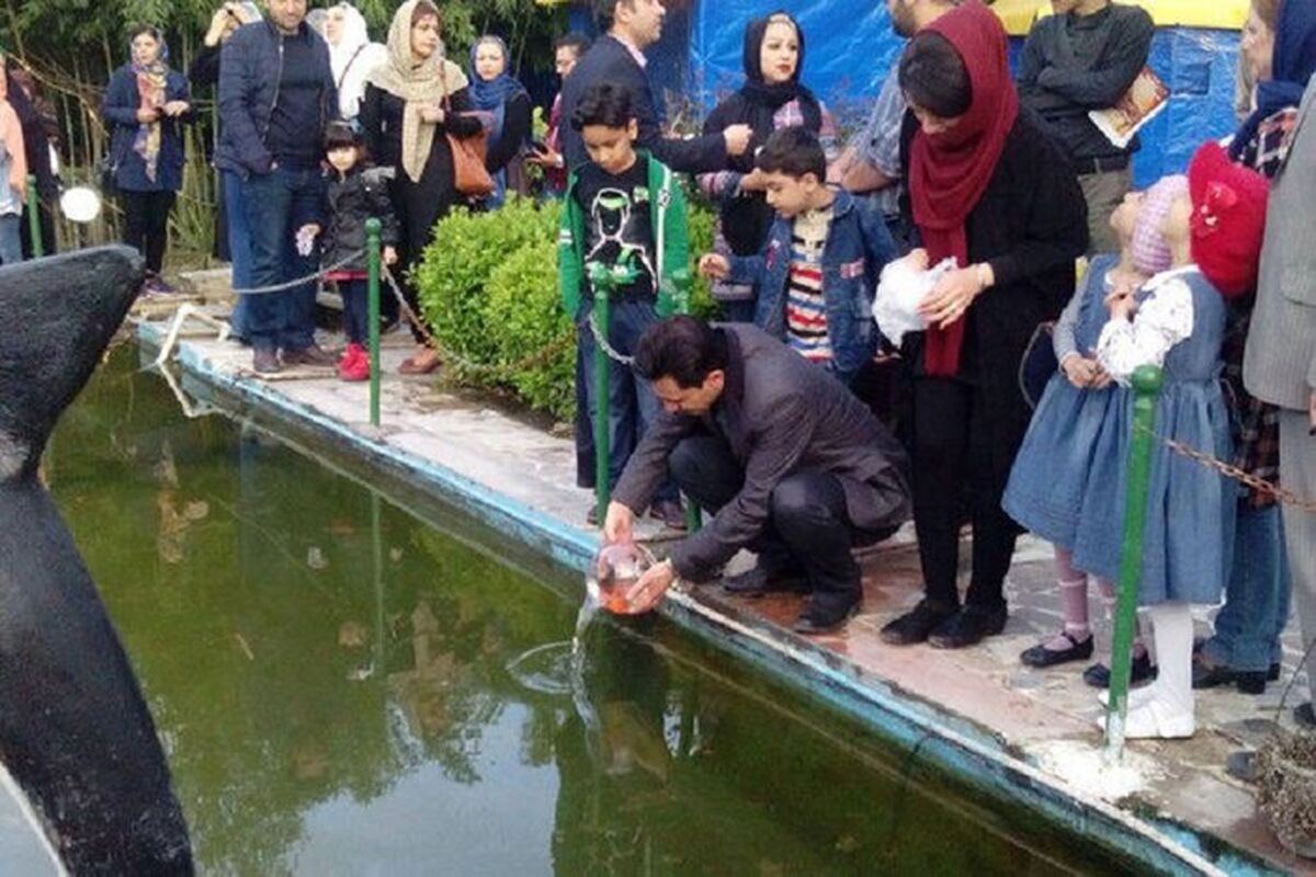 ماهی