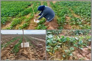 بازدید کارشناسان جهاد کشاورزی از مزارع کلزا دهستان جی و قهاب