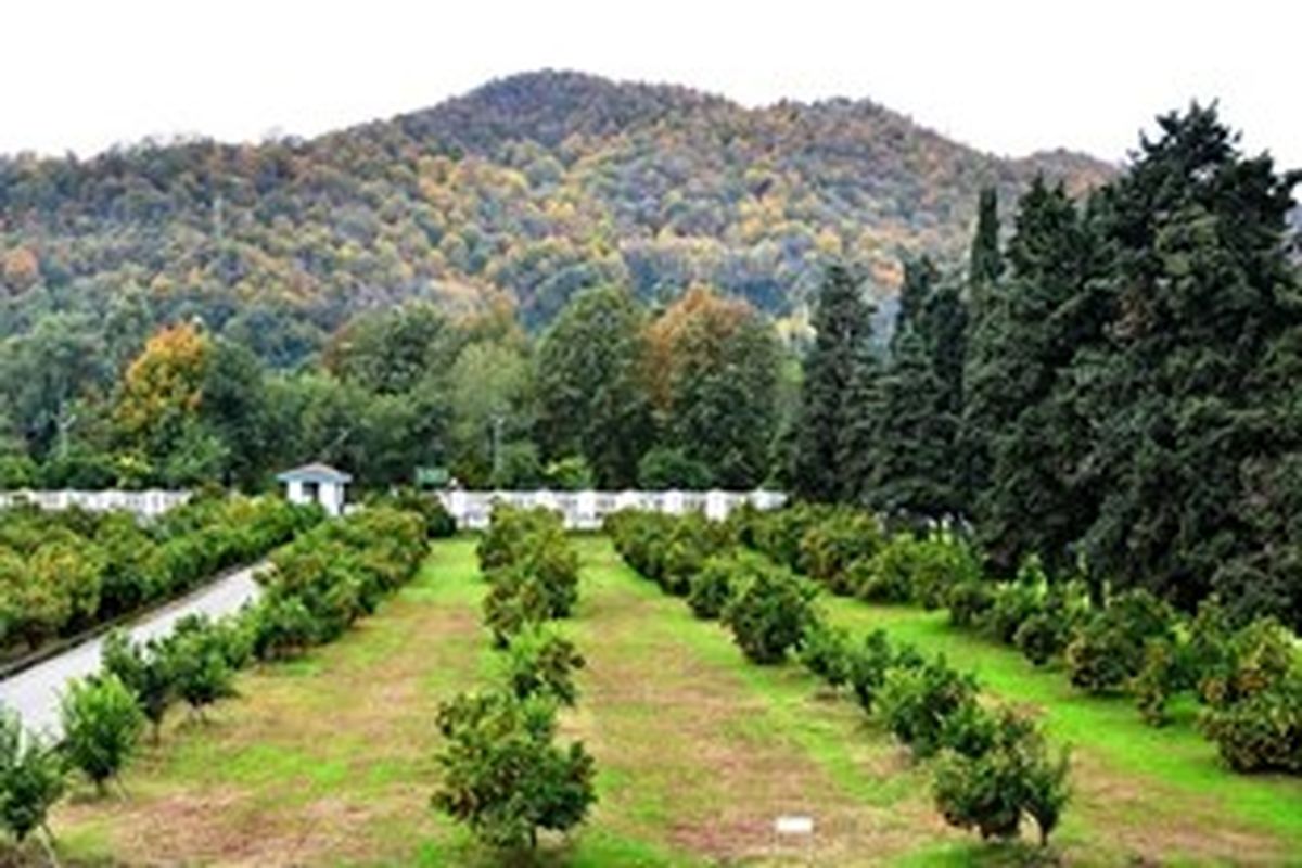 کشاورزی