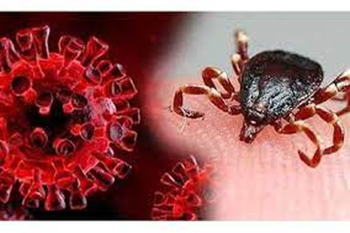 تب کریمه کنگو