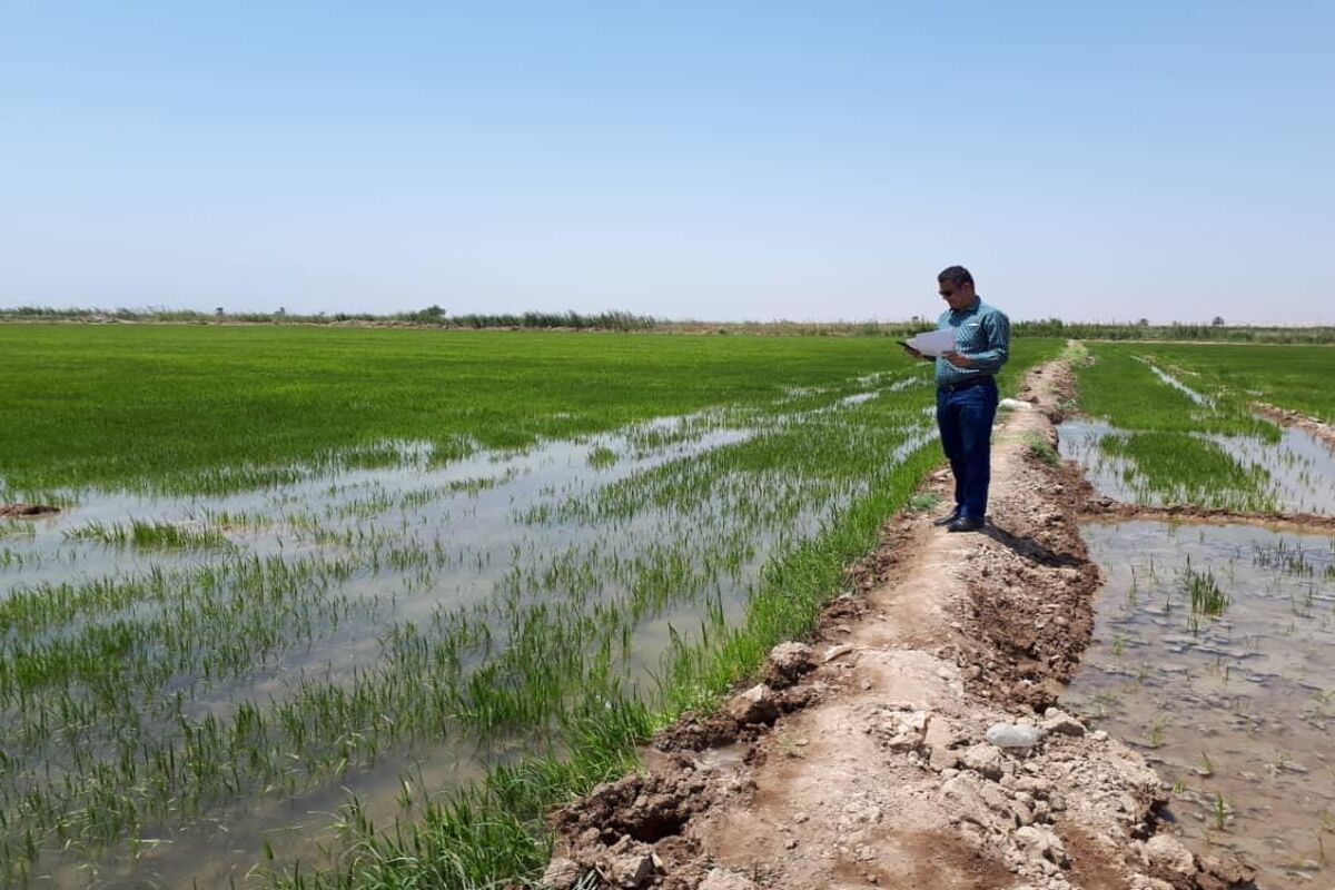 کشت تابستانه کرخه و شاوور