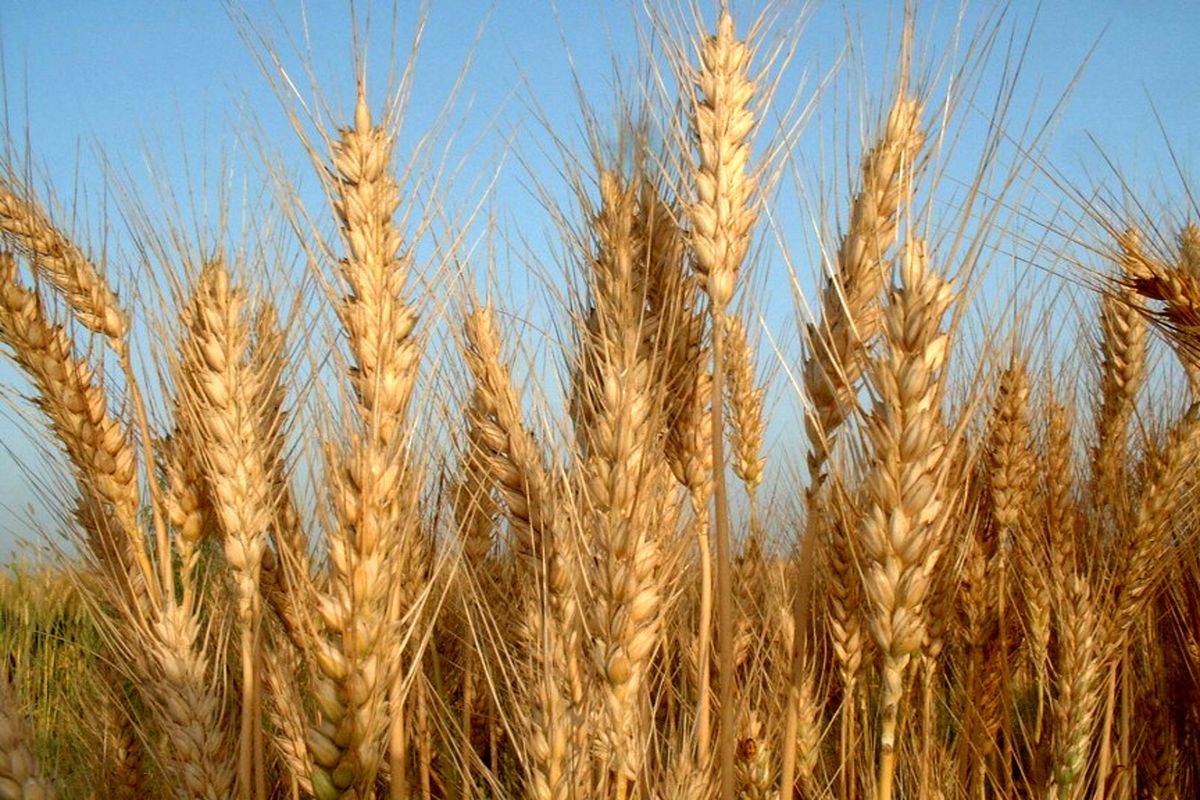 تولیدات کشاورزی