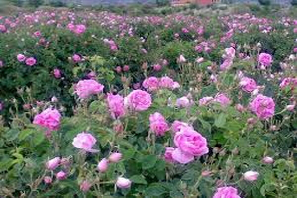 اصفهان- برداشت گل محمدی