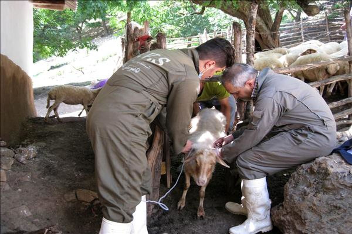 تجميع خدمات دامپزشکي-تالش (4)