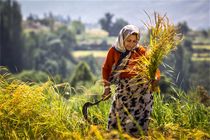 رونق تولید و رشد اقتصادی با افزایش سرمایه‏ گذاری دولت یازدهم 