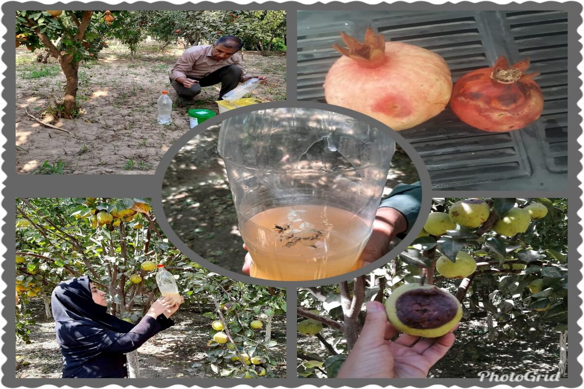 مگس میوه مدیترانه ای