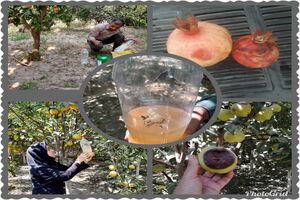 ​پایش مگس میوه مدیترانه ای در شهرستان آران و بیدگل