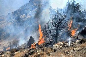 هزار اصله نهال در آتش هزارمسجد از بین رفت