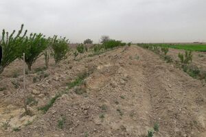 کاشت 13 هزار اصله نهال در شهرستان خور و بیابانک