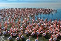 پرندگان زمستان گذران وارد مازندران شدند