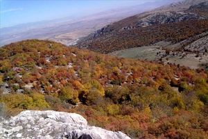 ۱۲ هزار میلیارد تومان اکسیژن در جنگل های شمال تولید می شود