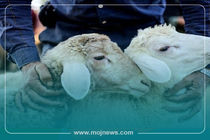 اینفوگرافیک/نکات بهداشتی برای خرید و ذبح دام