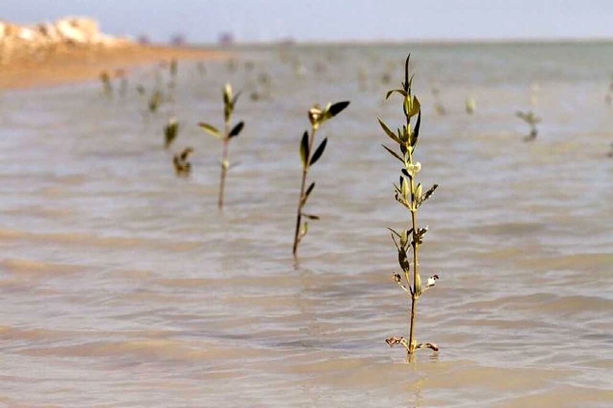 کاشت نهال