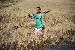 کشاورزان خراسان رضوی خسارت دیدند