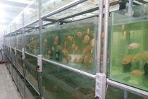 رشد صنعت پرورش ماهیان زینتی در ایران / تولید ماهیان زینتی در کشور 500 میلیون قطعه در سال