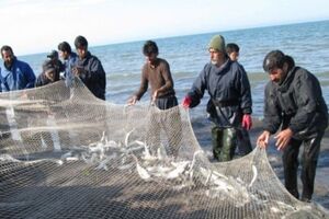 ۱۰ درصد تولیدات شیلاتی کشور در خوزستان انجام می شود