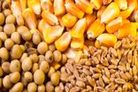 پتروشیمی لردگان منبع اصلی تأمین کودهای شیمیای