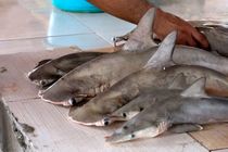 کشف و ضبط دو تُن کوسه‌ماهی در آب‌های پارسیان