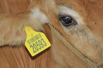 هویت دار کردن بیش از 2 هزار راس دام سنگین در بستک
