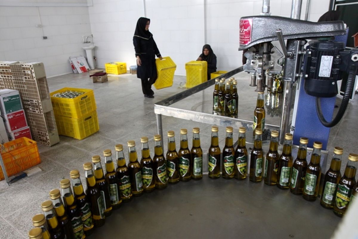 گیلان- تولید روغن زیتون