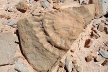 سایت جدید فسیلی حیرت‌انگیز در «آهق» مراغه کشف شد