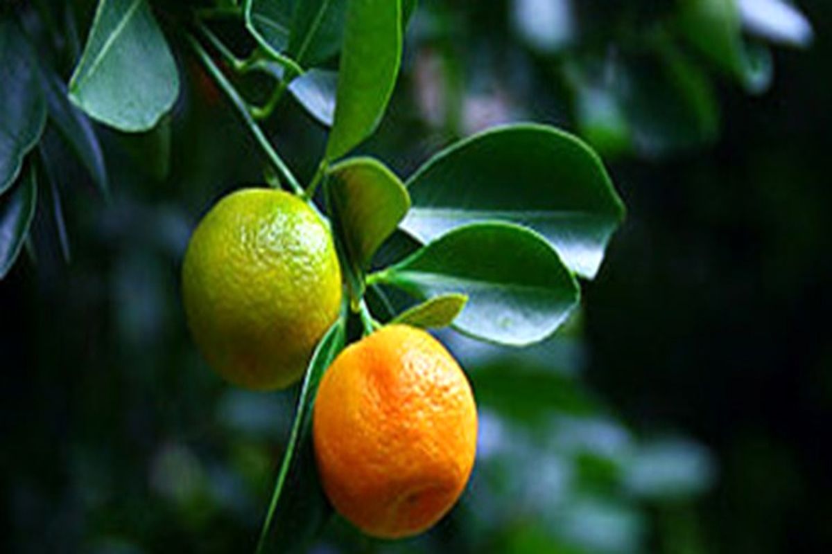 منوچهر پارسا فر