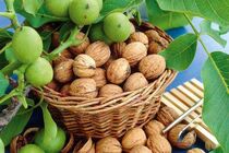 باغات گردوی عجب شیر نیازمند نوسازی است