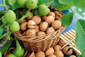 برداشت ۱۴ هزار تن محصول از باغ های گردو فارس 